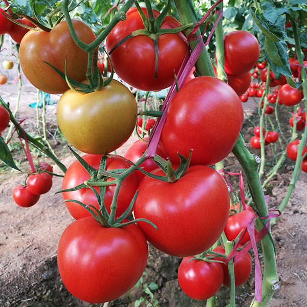 特色番茄种子厂家：如何种出好吃的番茄？
