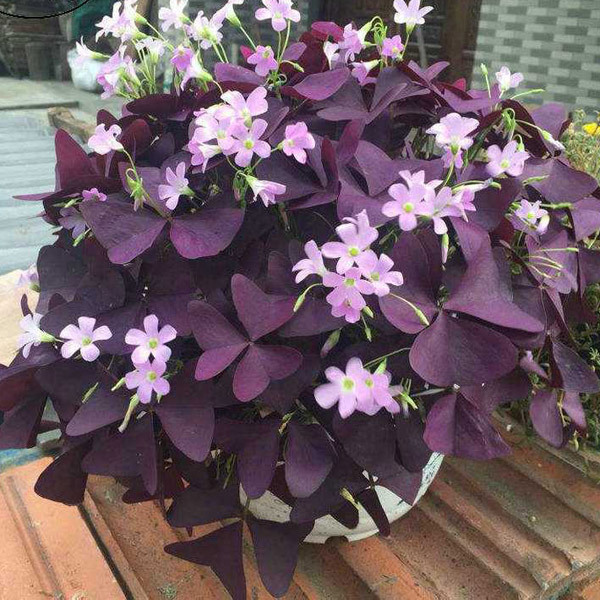 紫酢浆草