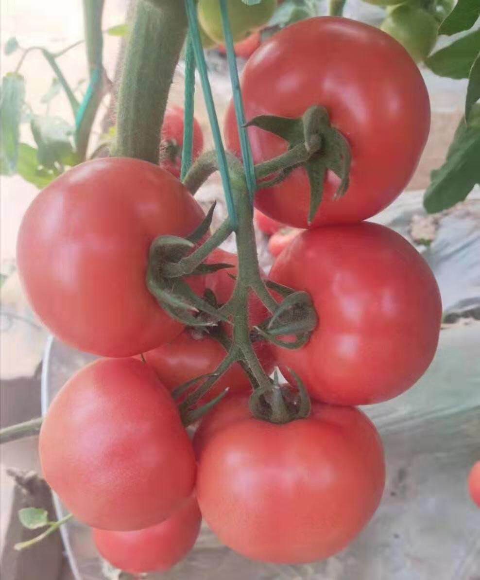 供应商谈甘肃抗ty西红柿种子特性及栽培注意事项