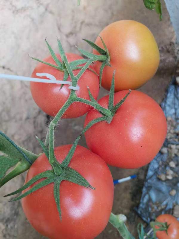 五彩西红柿种子消毒处理的方法及冬季套种的注意事项