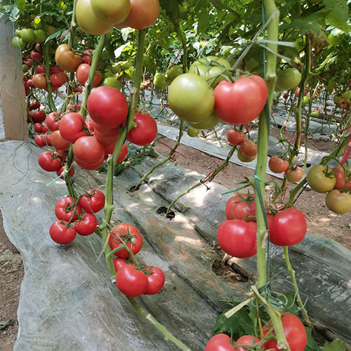 山东五彩椒种子的种法及市场价格多少钱一斤